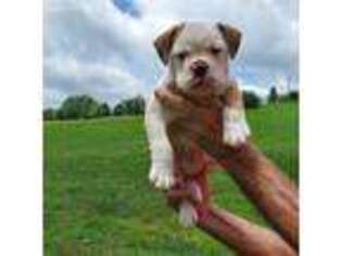 Olde English Bulldogge Puppy for sale in Summertown, TN, USA