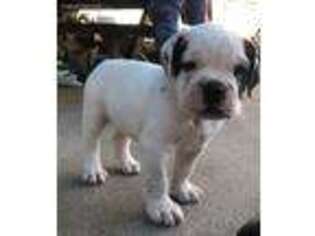 Olde English Bulldogge Puppy for sale in Shiocton, WI, USA