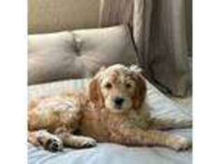 Goldendoodle Puppy for sale in Cowan Heights, CA, USA