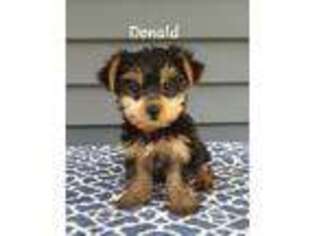 Yorkshire Terrier Puppy for sale in Montgomery, IN, USA