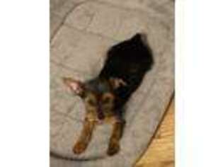 Yorkshire Terrier Puppy for sale in Farmingdale, NY, USA