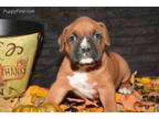 Boxer Puppy for sale in Lagrange, IN, USA