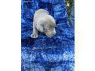 Labrador Retriever Puppy for sale in Cullman, AL, USA