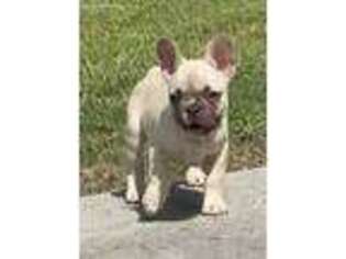 French Bulldog Puppy for sale in Ponchatoula, LA, USA