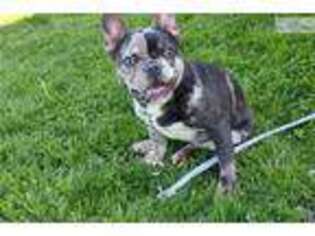 French Bulldog Puppy for sale in Ashtabula, OH, USA
