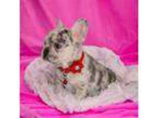 French Bulldog Puppy for sale in Edison, NJ, USA