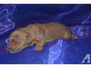 Mutt Puppy for sale in FRANKLIN, IN, USA