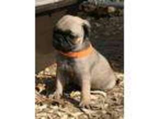 Pug Puppy for sale in Jamesville, NC, USA