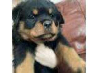 Rottweiler Puppy for sale in Medina, OH, USA