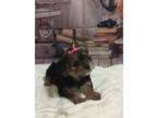 Shorkie Tzu Puppy for sale in Frederick, MD, USA