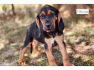 Bloodhound Puppy for sale in Saint Louis, MO, USA