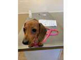Dachshund Puppy for sale in Middleburg, FL, USA