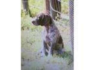 German Shorthaired Pointer Puppy for sale in Kellyville, OK, USA