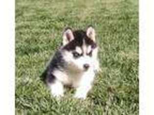 Siberian Husky Puppy for sale in Lancaster, CA, USA