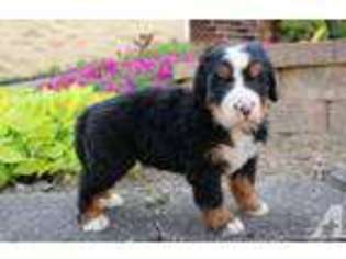 Bernese Mountain Dog Puppy for sale in CANTON, OH, USA