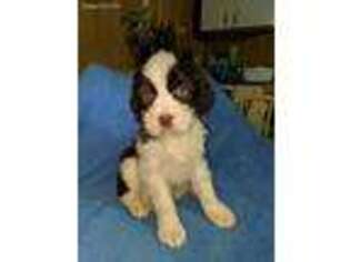 English Springer Spaniel Puppy for sale in Rogers, OH, USA