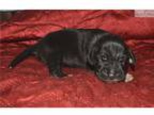 Great Dane Puppy for sale in Birmingham, AL, USA