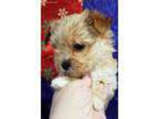 Yorkshire Terrier Puppy for sale in Scotland, GA, USA