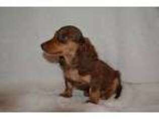 Dachshund Puppy for sale in Pawhuska, OK, USA