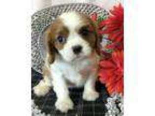 Cavalier King Charles Spaniel Puppy for sale in Billings, MO, USA