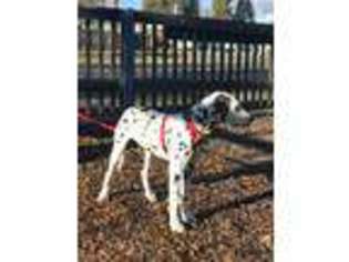Dalmatian Puppy for sale in Eagle Point, OR, USA