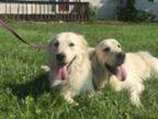 Mutt Puppy for sale in Waynesville, OH, USA