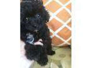 Mutt Puppy for sale in Quincy, MA, USA