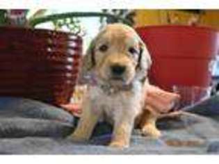 Goldendoodle Puppy for sale in Beebe, AR, USA