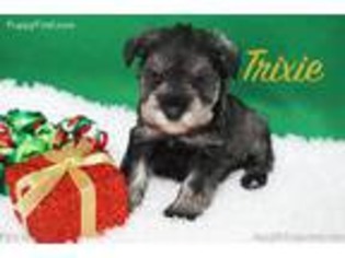 Mutt Puppy for sale in Hempstead, TX, USA