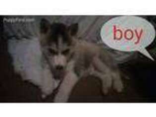 Siberian Husky Puppy for sale in South Salem, OH, USA