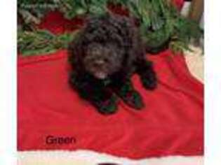 Labradoodle Puppy for sale in Osterville, MA, USA