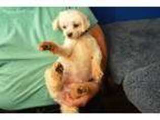 Maltese Puppy for sale in Fountain Inn, SC, USA