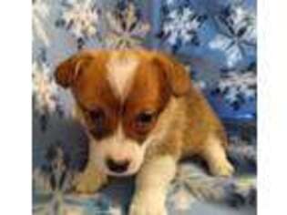 Pembroke Welsh Corgi Puppy for sale in Birdsboro, PA, USA