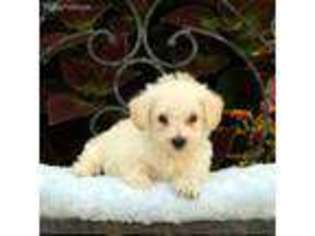 West Highland White Terrier Puppy for sale in Elizabethville, PA, USA