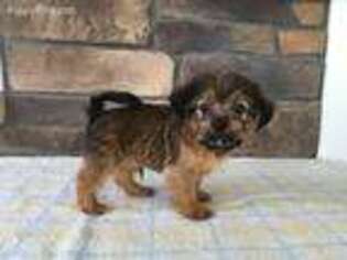 Shorkie Tzu Puppy for sale in Shreve, OH, USA