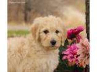 Goldendoodle Puppy for sale in Carrollton, MO, USA