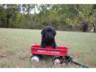 Labrador Retriever Puppy for sale in Elm Mott, TX, USA