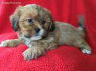 Lhasa Apso Puppy for sale in Mashpee, MA, USA