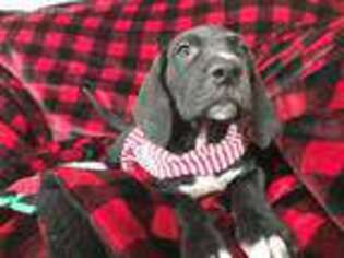 Great Dane Puppy for sale in Onsted, MI, USA