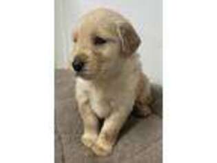 Golden Retriever Puppy for sale in Carriere, MS, USA