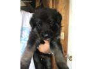 German Shepherd Dog Puppy for sale in Hugo, MN, USA