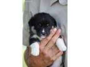 Pembroke Welsh Corgi Puppy for sale in Malta, OH, USA