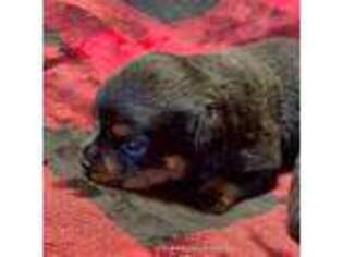 Rottweiler Puppy for sale in Virginia Beach, VA, USA