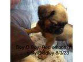 Brussels Griffon Puppy for sale in Dawson Springs, KY, USA