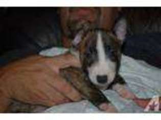 Bull Terrier Puppy for sale in GIBSONIA, PA, USA