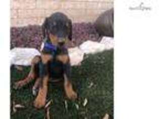Doberman Pinscher Puppy for sale in Midland, TX, USA