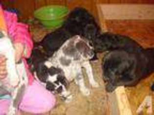 Great Dane Puppy for sale in Baker, NV, USA