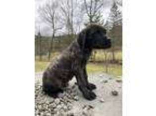 Mastiff Puppy for sale in Dimock, PA, USA