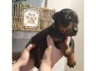Doberman Pinscher Puppy for sale in Henderson, NV, USA