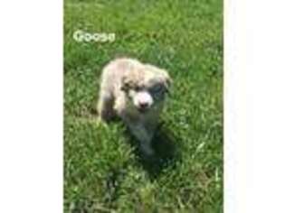 Miniature Australian Shepherd Puppy for sale in Southlake, TX, USA